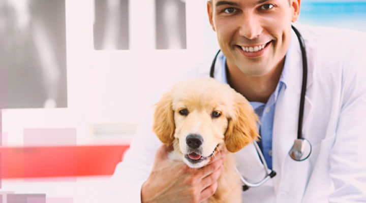 Sobre o para Inscritos no CRMV-SP