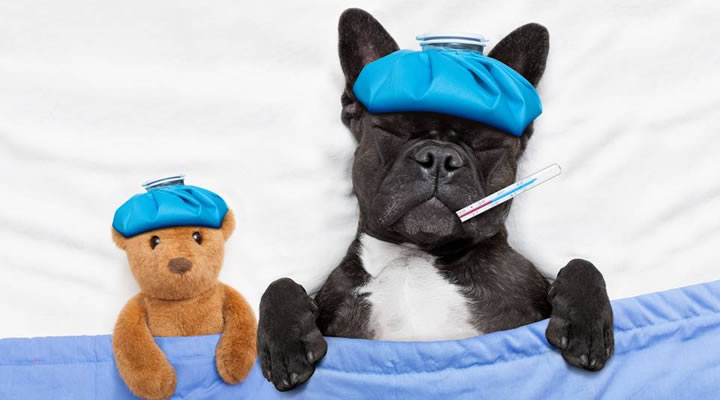 Quais são as doenças infecciosas mais comuns em cães?